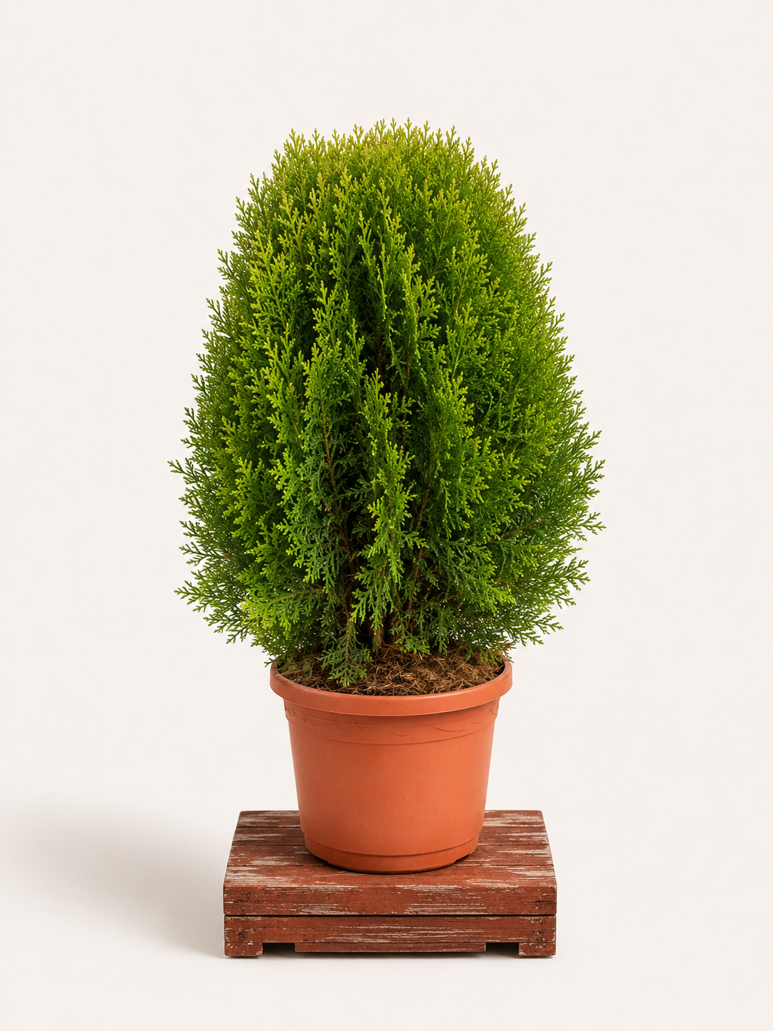 Thuja orientalis 'Aurea Nana' (Zeravec východní 'Aurea Nana') - Naše Kytky