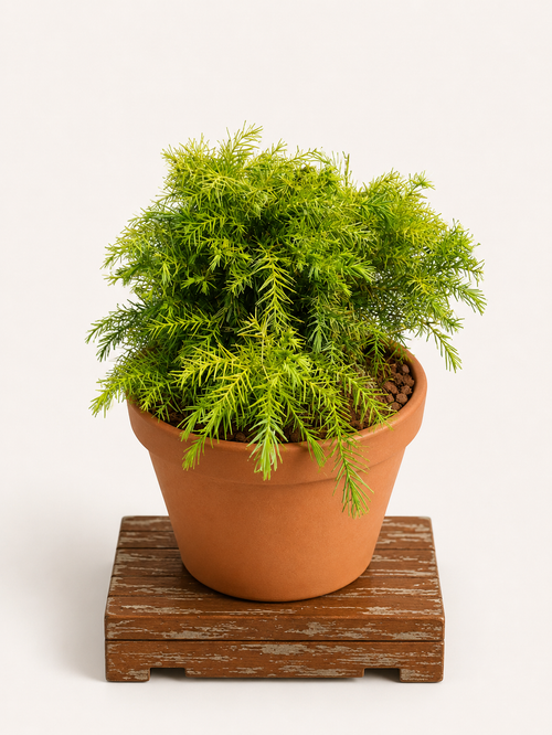 Cryptomeria japonica (Kryptomerie japonská) - Naše Kytky