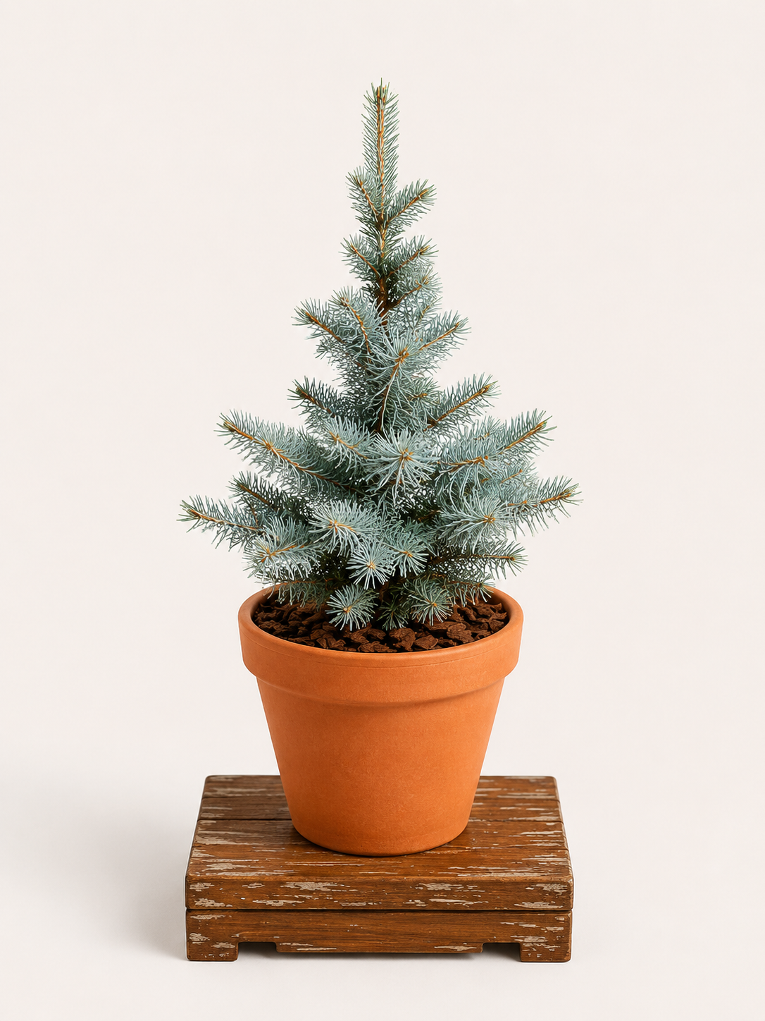 Picea glauca 'Conica' (Smrk sivý 'Conica') - Naše Kytky