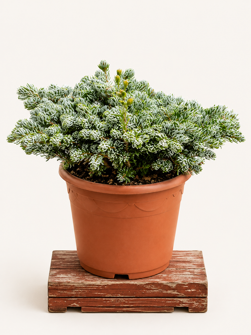 Abies koreana (Jedle korejská) - Naše Kytky