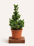 Pinus parviflora (Borovice drobnokvětá) - Naše Kytky