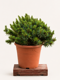 Pinus sylvestris (Borovice lesní) - Naše Kytky