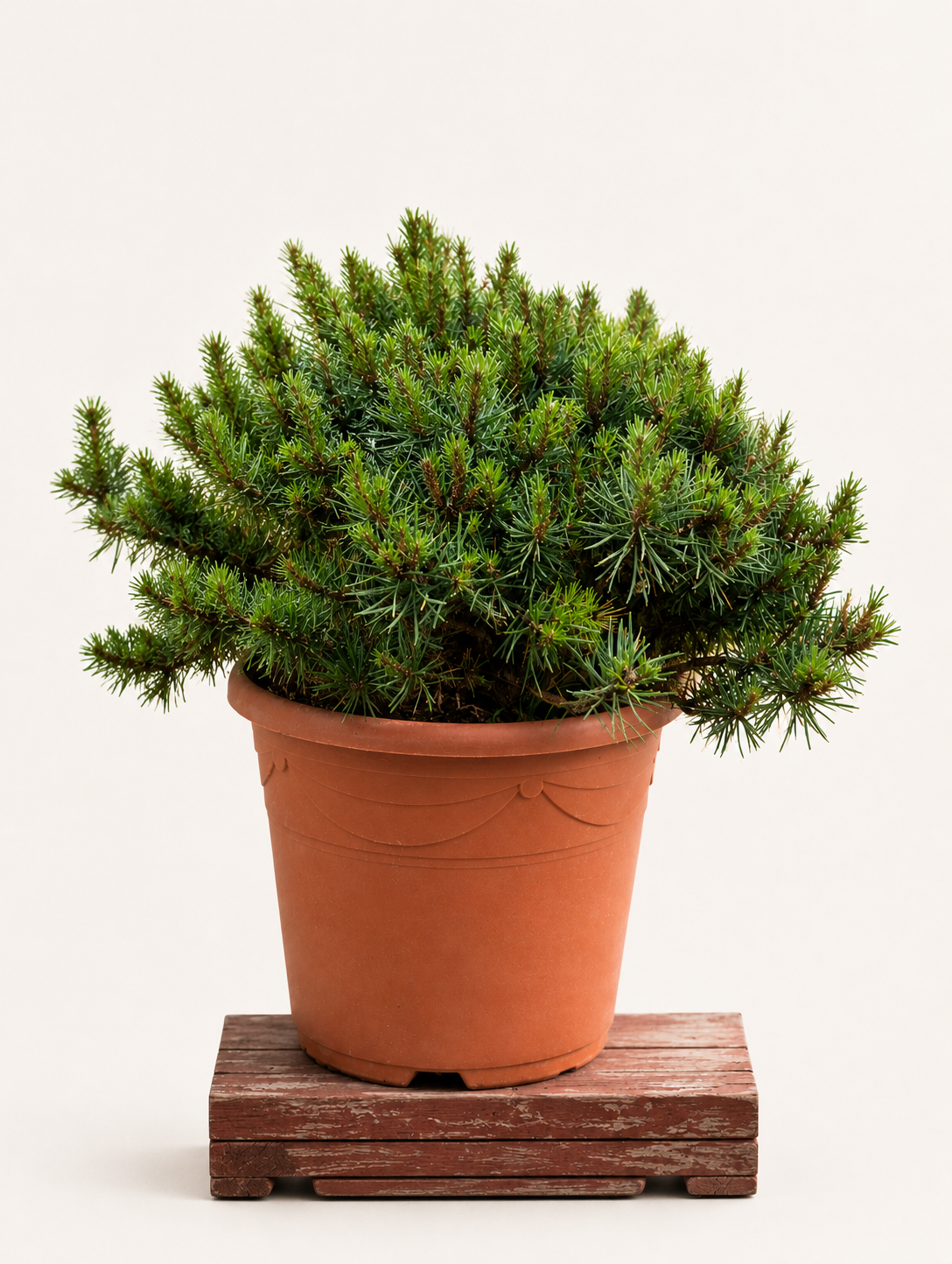 Pinus sylvestris (Borovice lesní) - Naše Kytky