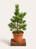 Pinus cembra (Borovice limba) - Naše Kytky