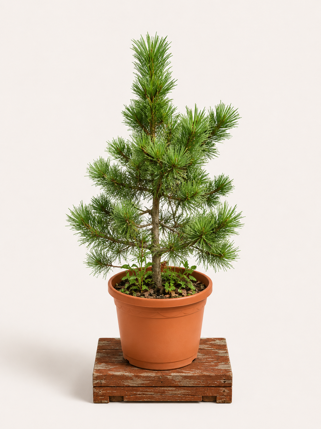 Pinus cembra (Borovice limba) - Naše Kytky