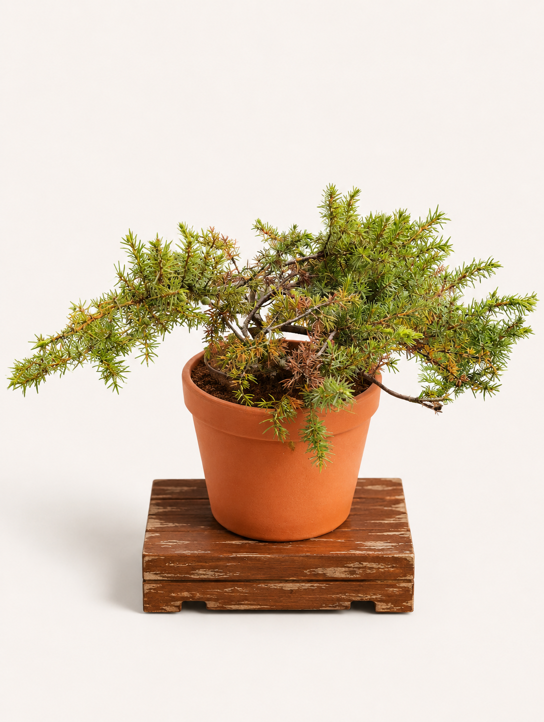 Juniperus conferta (Jalovec pobřežní) - Naše Kytky