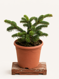 Abies nordmanniana (Jedle kavkazská) - Naše Kytky