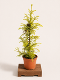 Cryptomeria japonica (Kryptomerie japonská) - Naše Kytky