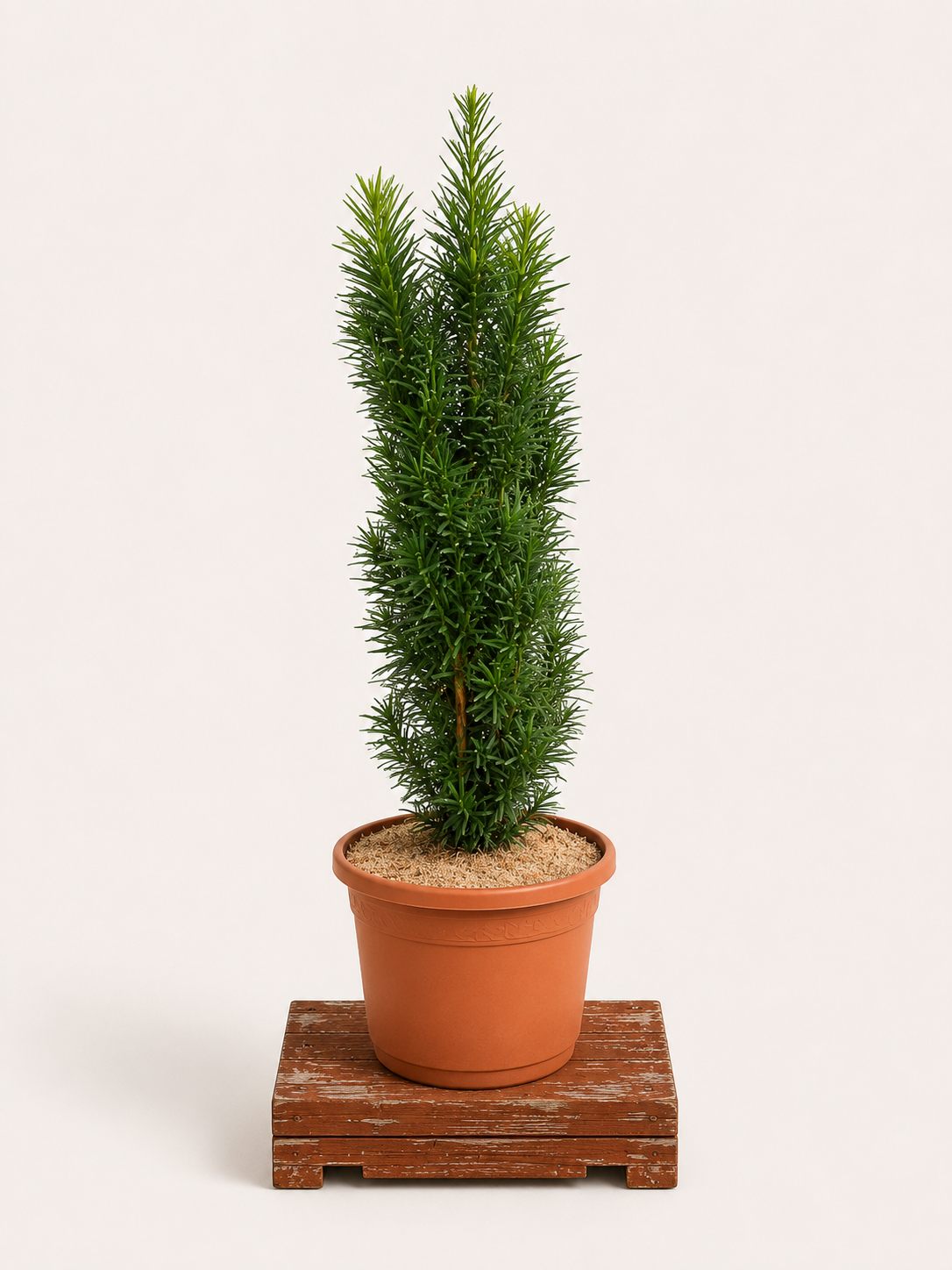 Taxus baccata (Tis červený) - Naše Kytky