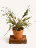 Thuja plicata (Zerav obrovský) - Naše Kytky