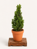 Picea glauca 'Conica' (Smrk sivý 'Conica') - Naše Kytky