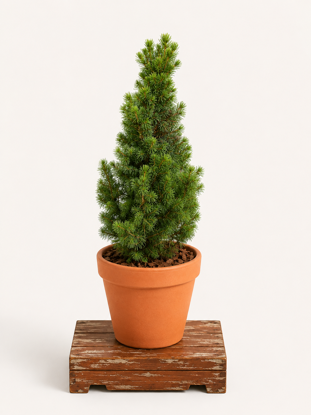 Picea glauca 'Conica' (Smrk sivý 'Conica') - Naše Kytky