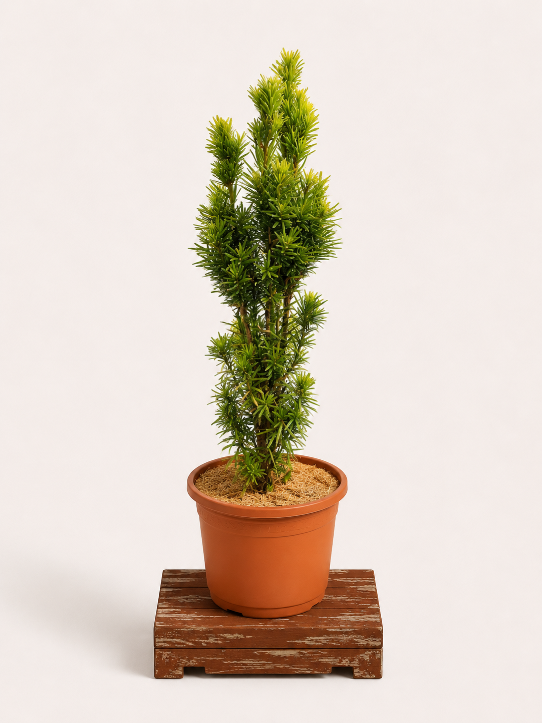 Taxus baccata (Tis červený) - Naše Kytky