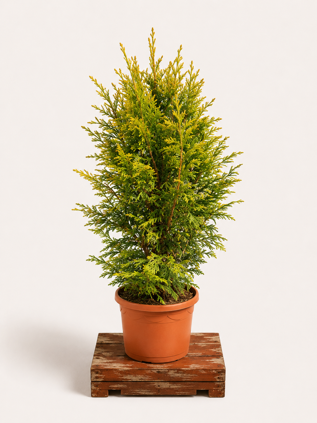 Thuja occidentalis (Zerav západní) - Naše Kytky