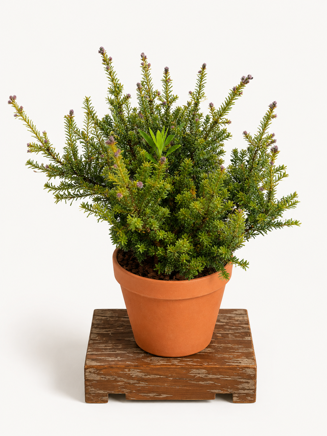Podocarpus macrophyllus (Podokarp velkolistý) - Naše Kytky