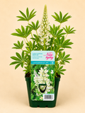 Lupina mnoholistá (Lupinus polyphyllus)