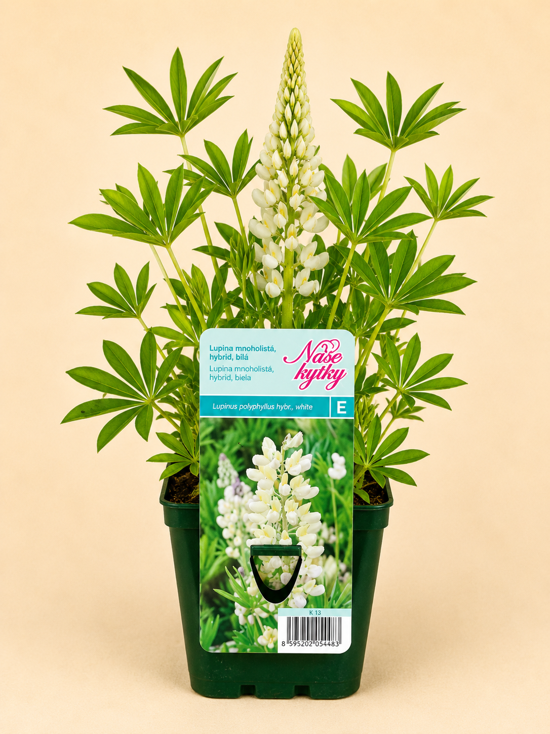 Lupina mnoholistá (Lupinus polyphyllus)