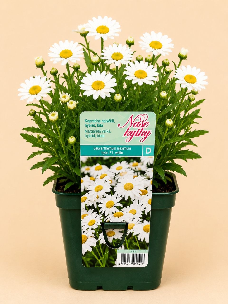 Kopretina největší (Leucanthemum × superbum)