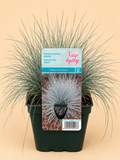Kostřava popelavá (Festuca glauca)