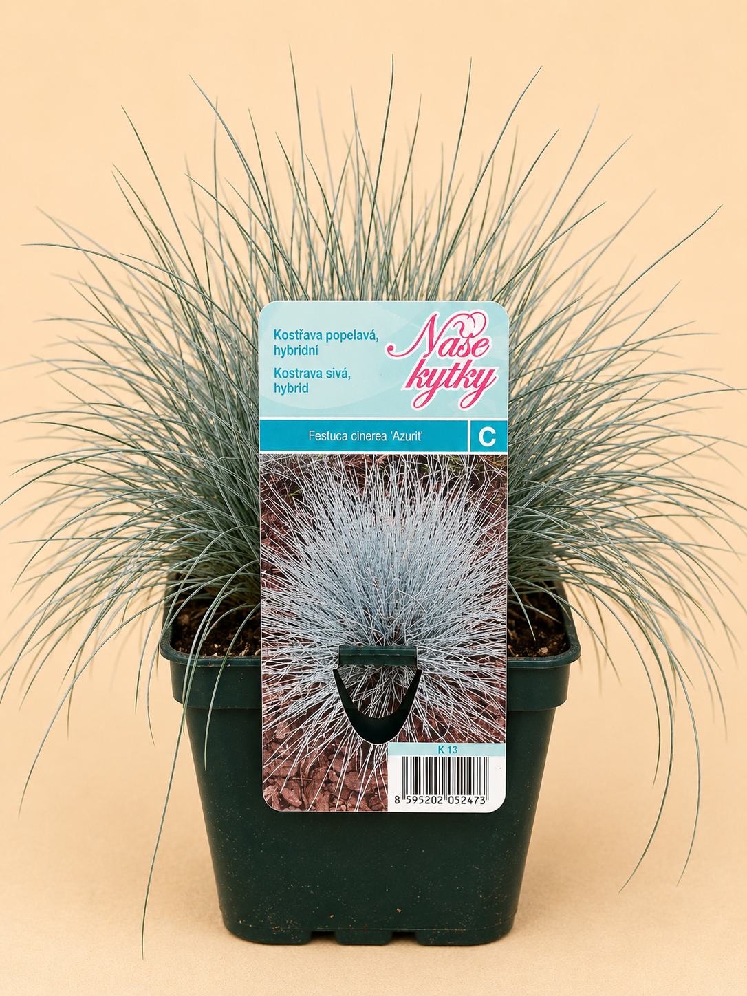 Kostřava popelavá (Festuca glauca)