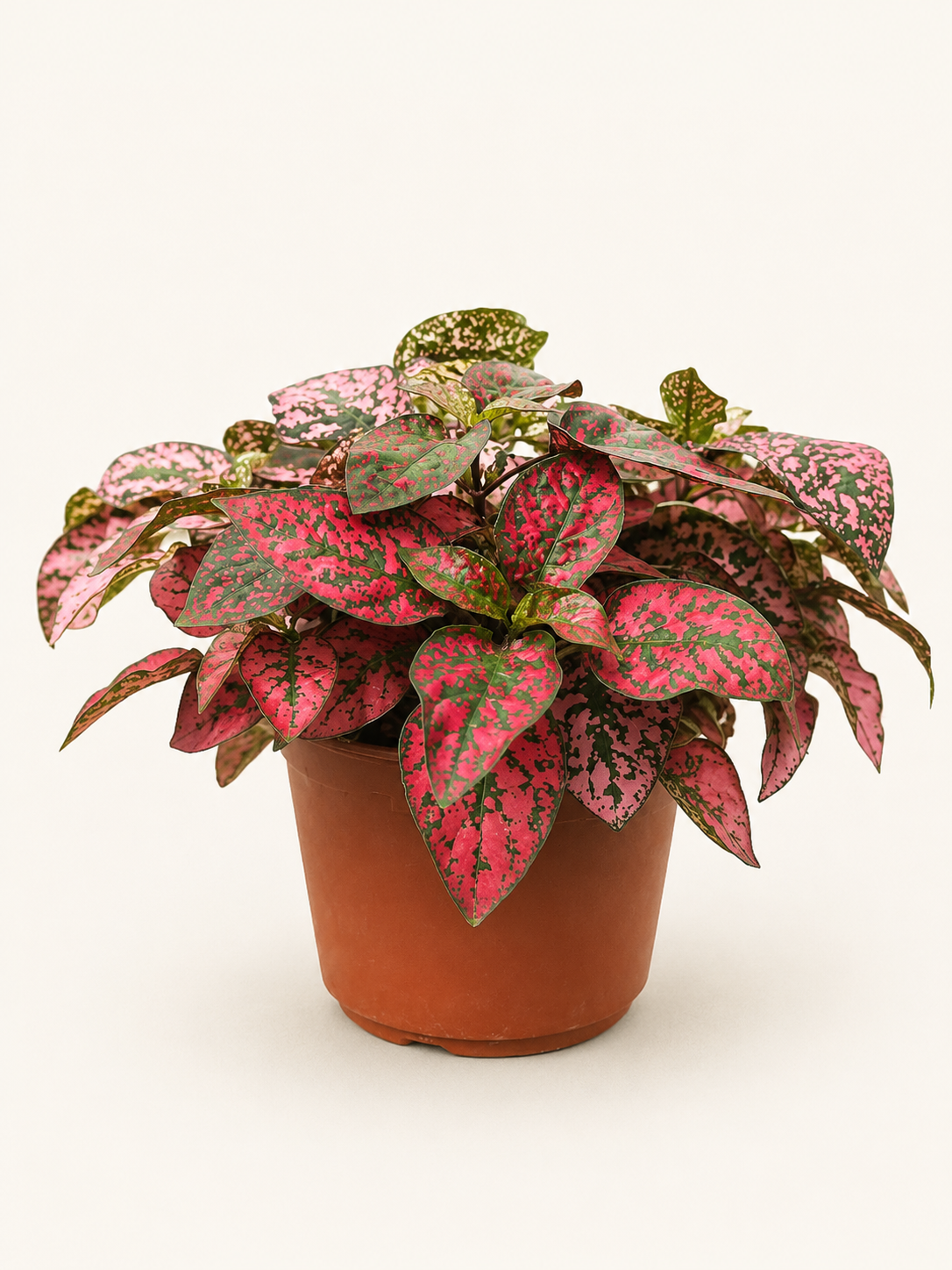 Hypoestes (kropenatka) K13