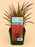 Imperata válcovitá (Imperata cylindrica)