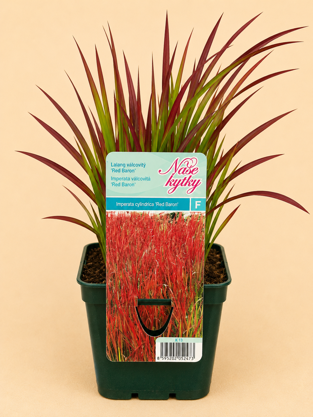 Imperata válcovitá (Imperata cylindrica)