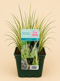 Puškvorec obecný (Acorus calamus)