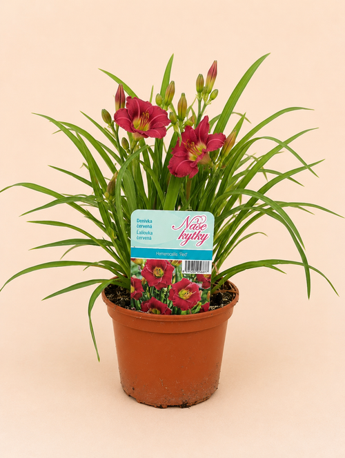 Denivka (Hemerocallis)