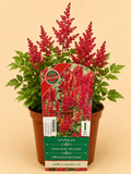 Čechrava zahradní (Astilbe × arendsii)