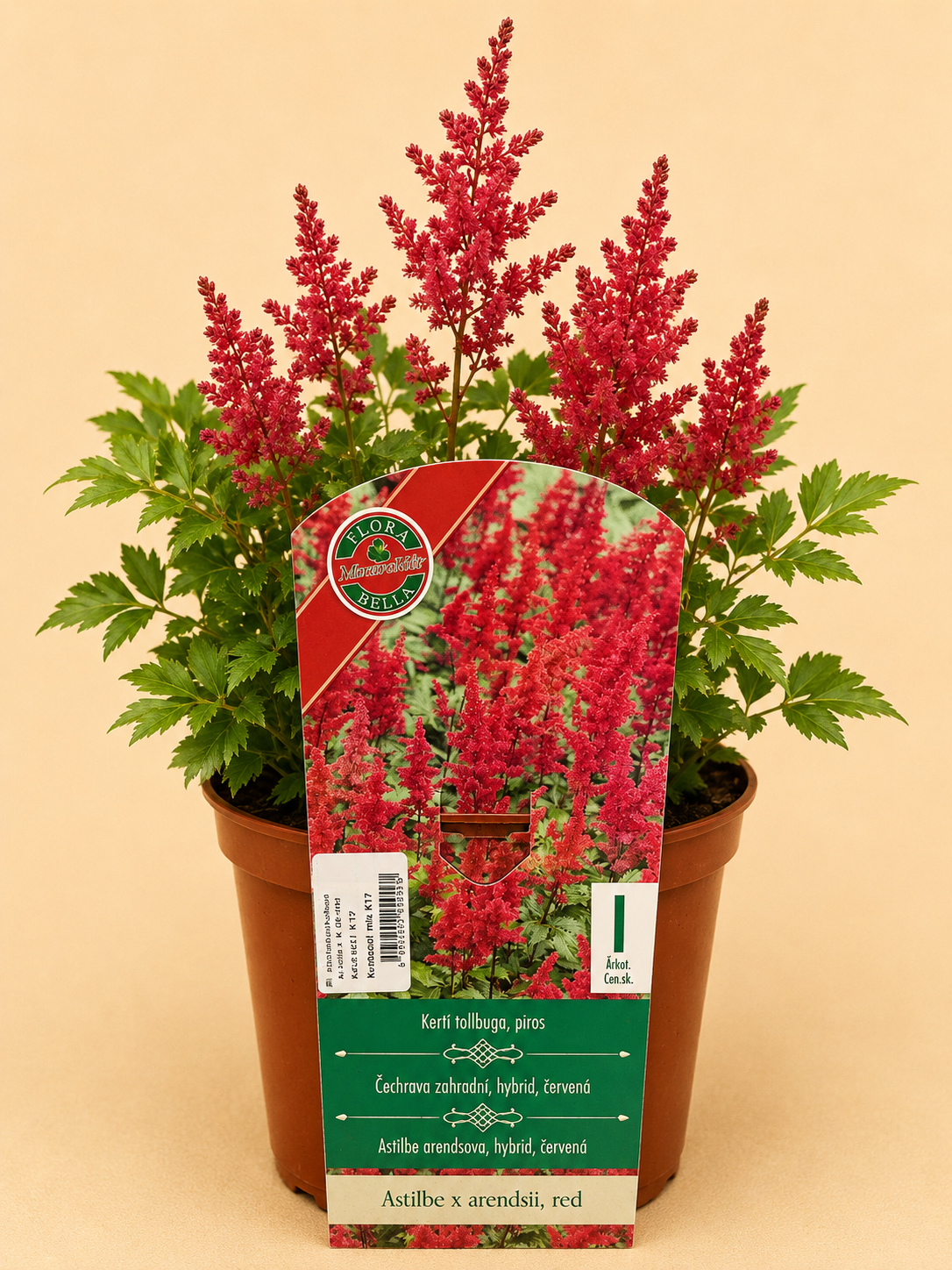 Čechrava zahradní (Astilbe × arendsii)