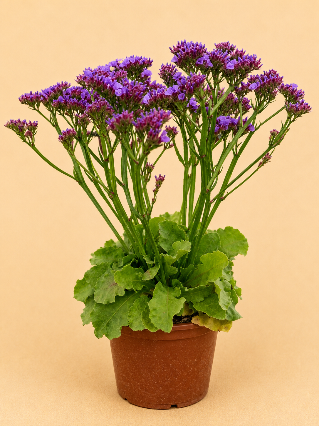 Statice chobotnatá (Limonium sinuatum)