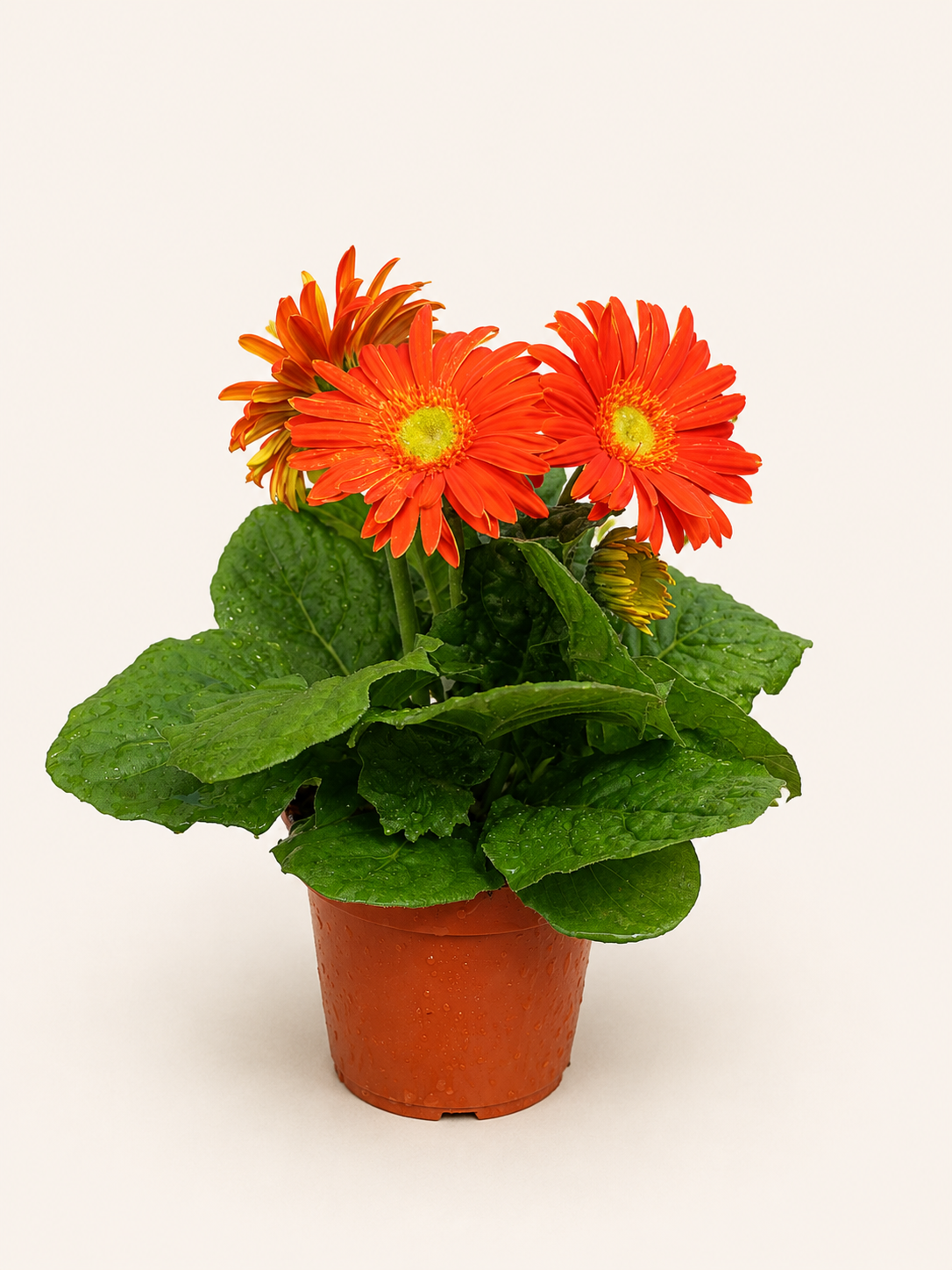 Gerbera