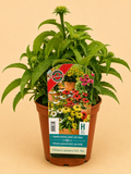 Třapatka nachová (Echinacea purpurea)