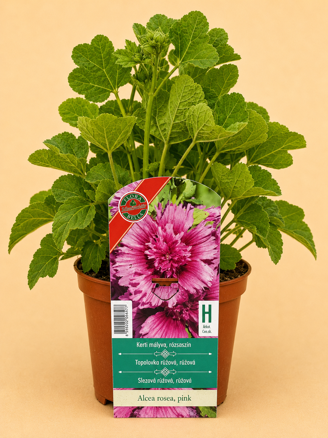 Topolovka růžová (Alcea rosea)
