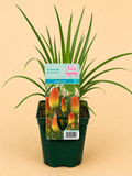 Kleopatřina jehla (Eremurus robustus)