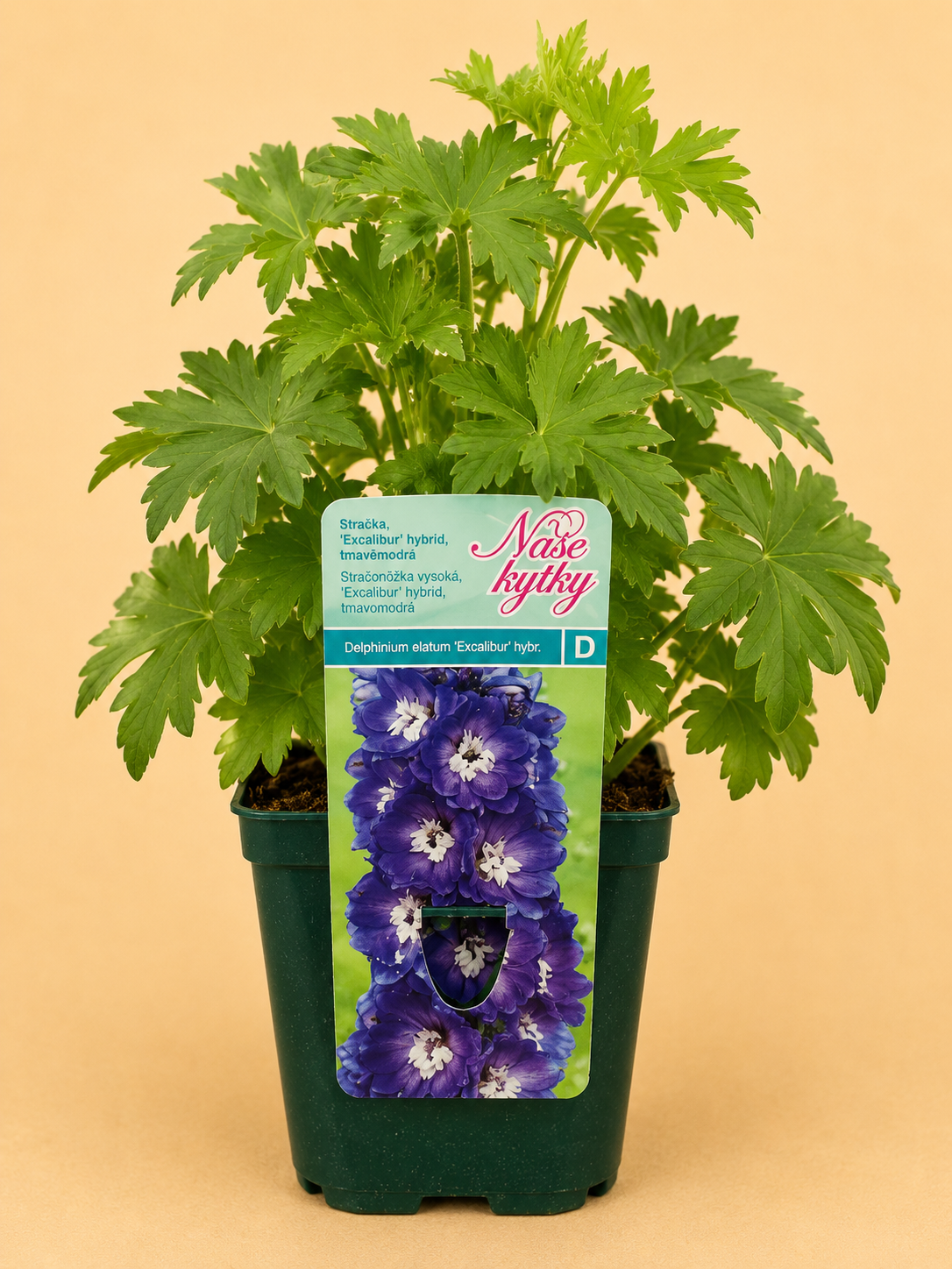Stračka Excalibur hybrid (Delphinium × cultorum 'Excalibur')