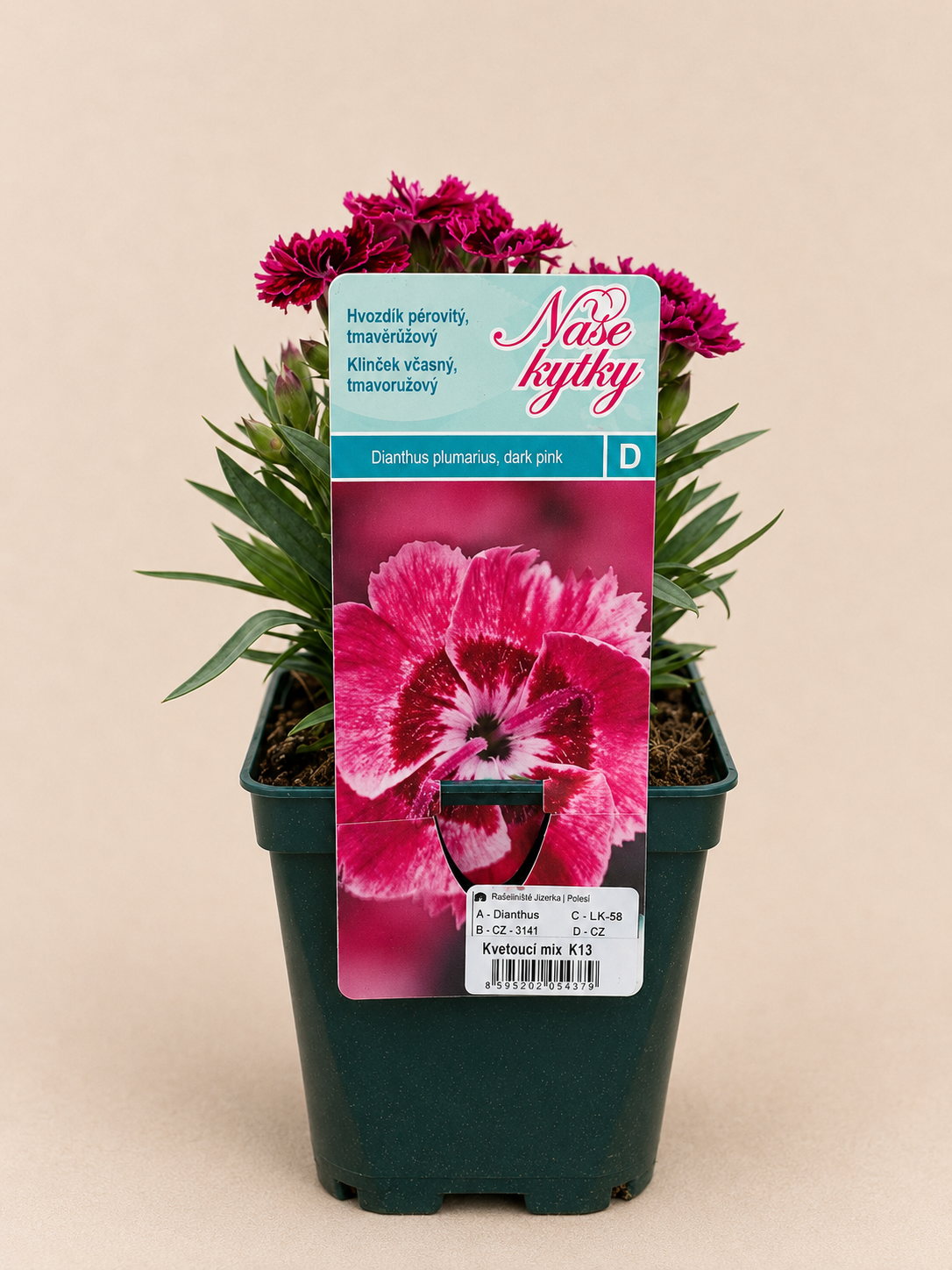 Hvozdík péřitý (Dianthus plumarius)