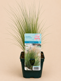 Kavyl péřovitý (Stipa pennata)