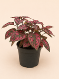 Hypoestes (kropenatka) K11