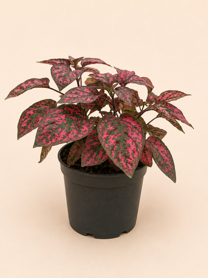 Hypoestes (kropenatka) K11