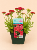 Řebříček obecný (Achillea millefolium)