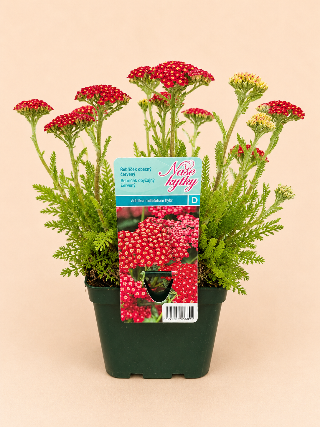 Řebříček obecný (Achillea millefolium)