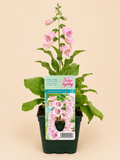 Náprstník červený (Digitalis purpurea)