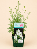 Stračka velkokvětá (Delphinium grandiflorum)