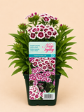 Hvozdík vousatý (Dianthus barbatus)
