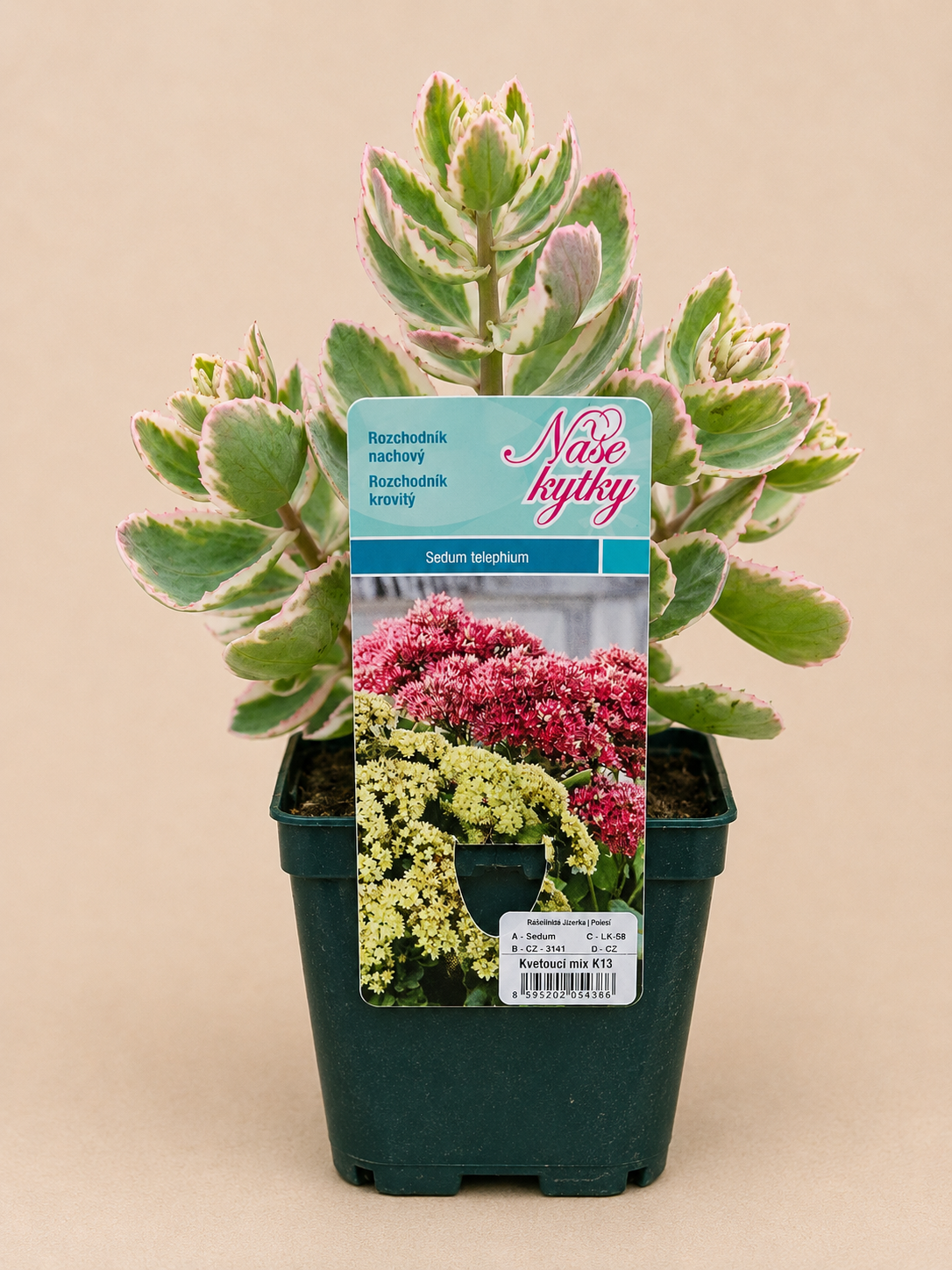 Rozchodník (Sedum)